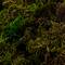 4 Pack: SuperMoss® Preserved Forest Moss
